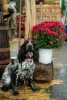 Photo №4. Je vais vendre cocker spaniel anglais en ville de Chisinau. éleveur - prix - 200€