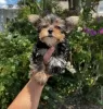 Photo №1. yorkshire terrier - à vendre en ville de New york | 568€ | Annonce №102888