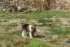 Photo №2 de l'annonce № 126886 de la vente beagle - acheter à Portugal 