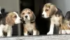 Photos supplémentaires: Chiots beagles