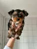 Photo №2 de l'annonce № 42251 de la vente yorkshire terrier - acheter à Allemagne annonce privée