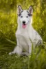 Photos supplémentaires: Pibold husky sibérien