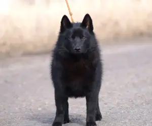 Photo №1. schipperke - à vendre en ville de Москва | 721€ | Annonce №4414