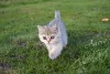 Photo №1. british shorthair - à vendre en ville de Dubna | 272€ | Annonce № 7878