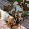 Photo №1. basset hound - à vendre en ville de Munich | 350€ | Annonce №127257