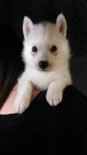 Photo №3. Chiots Husky Sibérien. Portée de la lettre 