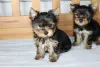 Photo №1. yorkshire terrier - à vendre en ville de Mondorf-les-Bains | 284€ | Annonce №124853