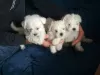 Photo №1. bichon maltais - à vendre en ville de Minsk | 250€ | Annonce №43233