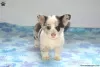 Photo №4. Je vais vendre welsh corgi en ville de East Texas.  - prix - 672€