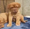 Photo №1. dogue de bordeaux - à vendre en ville de Berne | 700€ | Annonce №80036