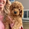 Photo №2 de l'annonce № 65071 de la vente labradoodle - acheter à Hongrie annonce privée