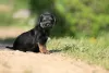 Photos supplémentaires: chiots border terrier