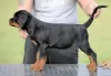 Photos supplémentaires: Chiots Rottweiler, portée supérieure