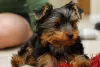 Photo №1. yorkshire terrier - à vendre en ville de Rüdersdorf | négocié | Annonce №97601