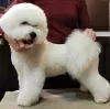 Photos supplémentaires: Adorables chiots Bichon Frise prêts à emménager dans une nouvelle maison