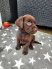 Photo №1. labrador retriever - à vendre en ville de Three Rivers | 379€ | Annonce №77798