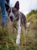 Photo №2 de l'annonce № 71539 de la vente chien bâtard - acheter à Fédération de Russie annonce privée