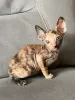 Photo №2 de l'annonce № 88502 de la vente cornish rex - acheter à L'Autriche annonce privée