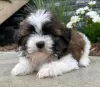 Photo №1. shih tzu - à vendre en ville de Patras | 300€ | Annonce №78594