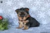 Photo №4. Je vais vendre yorkshire terrier en ville de Garmisch-Partenkirchen.  - prix - 700€