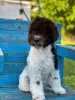 Photo №3. Chiots Lagotto Romagnolo. Serbie