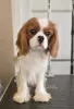 Photos supplémentaires: Cavalier King Charles Spaniel, chiens mâles à vendre