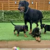 Photo №1. dobermann - à vendre en ville de Waterford | 300€ | Annonce №71886