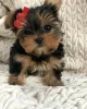 Photo №1. yorkshire terrier - à vendre en ville de Split | négocié | Annonce №101973