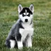 Photo №1. husky de sibérie - à vendre en ville de Rostov-sur-le-Don | Gratuit | Annonce №35492