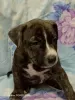 Photo №1. american staffordshire terrier - à vendre en ville de Ряжск | 246€ | Annonce №125425