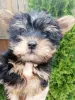 Photo №1. biewer yorkshire terrier, yorkshire terrier - à vendre en ville de Tallinn | 400€ | Annonce №105640