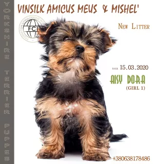 Photo №2 de l'annonce № 6722 de la vente yorkshire terrier - acheter à Ukraine de la fourrière, éleveur