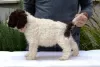 Photos supplémentaires: Lagotto Romagnolo, chiots mâles