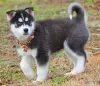 Photo №1. husky de sibérie - à vendre en ville de Pau | 500€ | Annonce №82891