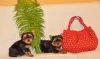 Photo №1. yorkshire terrier - à vendre en ville de Tula | 135€ | Annonce №31713