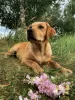 Photo №4. Je vais vendre labrador retriever en ville de Mogilyov. annonce privée, de la fourrière, éleveur - prix - 1500€