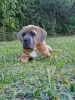 Photo №1. cane corso - à vendre en ville de Michów | 1000€ | Annonce №106780