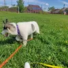 Photos supplémentaires: Pibold husky sibérien