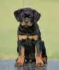 Photos supplémentaires: Chiots Rottweiler, portée supérieure