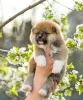 Photo №4. Je vais vendre akita (chien) en ville de Minsk. de la fourrière, éleveur - prix - négocié