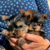 Photo №1. yorkshire terrier - à vendre en ville de Tartu | négocié | Annonce №84675