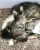 Photo №1. maine coon - à vendre en ville de Vienna | 300€ | Annonce № 88474