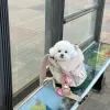 Photo №1. bichon à poil frisé - à vendre en ville de Prague | négocié | Annonce №129019