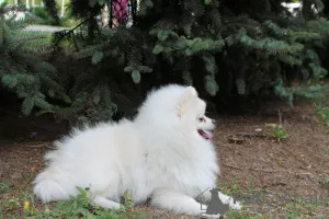 Photo №1. spitz nain - à vendre en ville de Zaporijia | négocié | Annonce №5854