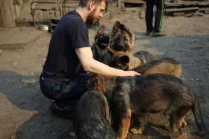 Photos supplémentaires: Berger allemand pp avec pedigree rkf