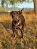 Photos supplémentaires: Rottweiler Polyn est prêt pour la résidence permanente !