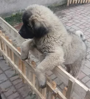 Photos supplémentaires: Chiens de berger du Caucase, chiots de 2 mois, avec métrique KSU / FCI