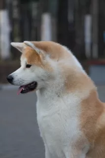 Photo №3. Chiots Akita Inu. Biélorussie