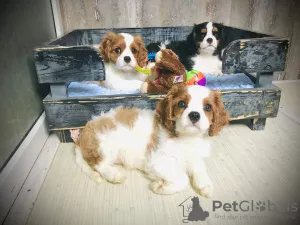 Photo №1. cavalier king charles spaniel - à vendre en ville de Tchernigov | 1269€ | Annonce №7467