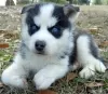 Photo №1. husky de sibérie - à vendre en ville de Вилкавишкис | négocié | Annonce №53587